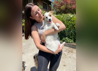 Coco  – Kleines zartes Hundemädchen sucht ihr großes Glück