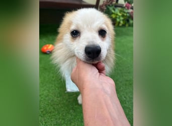 Alf SR – Freundlicher Spitz-Rüde sucht liebevolles Zuhause