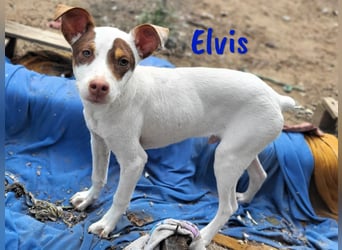 Elvis 12/2024 (ESP) - lustiger, verspielter und sozialer Bodeguero-Mix Welpe!