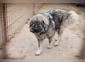 PAUL - der verspielte, große Junge sucht hundeerfahrene Menschen mit Geduld