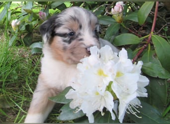 Mini Aussie Welpen Miniatur Australian Shepherd Welpen Welpe