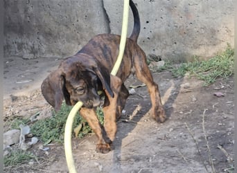 Hannoversche Schweißhundwelpen