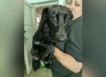 Hedi, geboren 05.01.2025, 29cm sucht ihr Glück