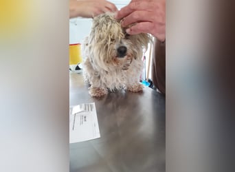 Snoopy - freundlicher, aktiver, verspielter Maltester-Mix Rüde / ab 10.05.25 auf PS in Brakel