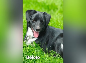Toller Kumpel auf vier Pfoten