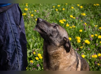 Flower-  Liebevolle Malinois-Mix-Hündin sucht ein geborgenes Zuhause