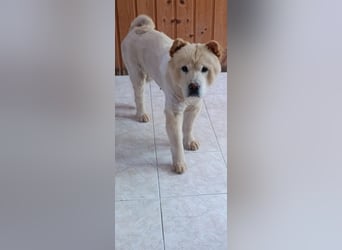Chow-Chow Mädchen *Natascha* sucht das richtige Zuhause