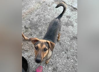 ⭐️WUMMEL⭐️, Rüde, 1,5 Jahre, 52 cm, Mischling, Tierschutz