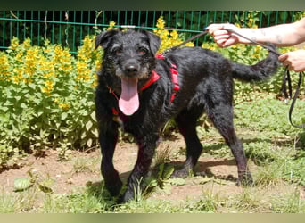 Feliciti - fröhlicher Familienhund - Tierhilfe Franken e.V.