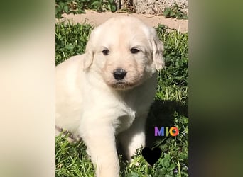 Goldendoodle & Labradoodle Labrador+Golden+Retriever+Pudel Welpen