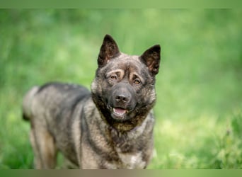 Aquila, der perfekte Hund mit besonderen Bedürfnissen sucht eine Familie