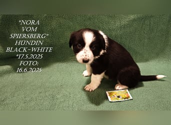 Border Collie-Welpen , black-,choco-,red-white und red-,black-merle
