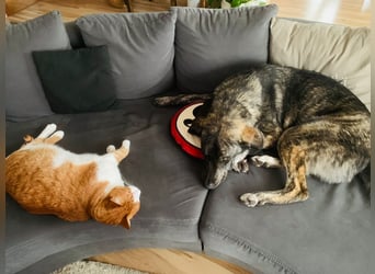 Elfie, Schäferhund-Mix, lieb und verträglich