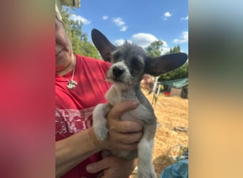 Larry, geboren 30.03.2025, 21cm sucht sein Glück