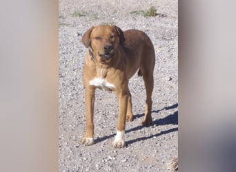 CHICA, Hündin, Boxer-Rhodesian Ridgeback-Mix, geb. ca. 09.2017, SH: ca. 55 - 60 cm, TH Sierra Nevada