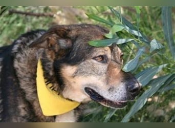 Ray (Spanien) - sucht Zuhause auf dem Land