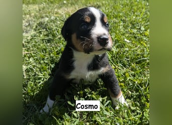 Appenzeller Sennenhund Welpen