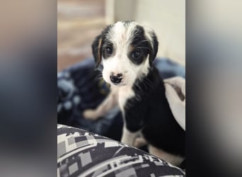Milly Mischlingshündin ca. 3 Monate alt in Griechenland