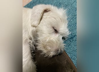 Weiße Zwergschnauzer Welpen nicht haarend reinrassig