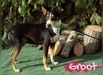 Groot 11/2018 (ESP) - sozialer und feinfühliger, kleiner Podenco-Mix!