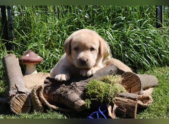 Labrador Welpen mit Ahnenpass