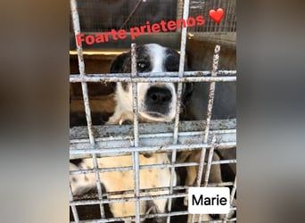 Marie - sanft und liebevoll