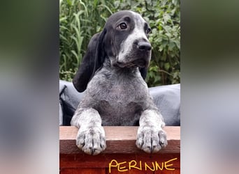 Braque d'Auvergne (Auvergne Vorstehhund) Welpe