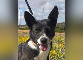 Trixie - auf Ratplatz ausgesetzt