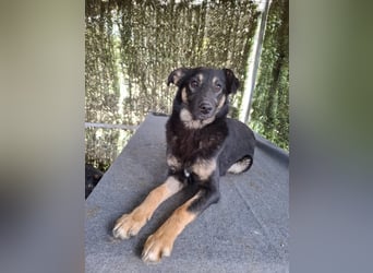 Bobbi - lebhafter, freundlicher, aktiver, verspielter junger Rüde / z.Zt. noch in Rumänien