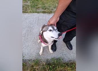Saphira - liebe, menschenbezogene, aktive Sibirian-Husky-Mix Hündin / z.Zt. noch in Rumänien