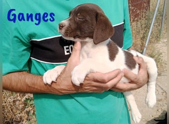Ganges geb. 03/2025 (ESP) - zuckersüßer Labrador-Mix Welpe!