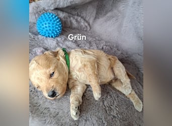 Maltipoo Welpen