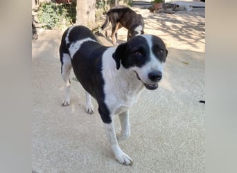 Nika sucht ein zuhause