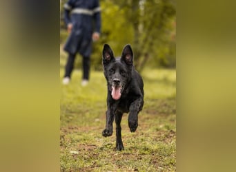 Hans: Neugieriger Rüde liebt Snacks