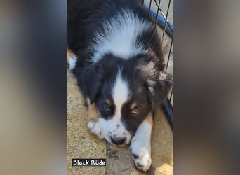 Australian Shepherd Welpen bald abgabebereit!