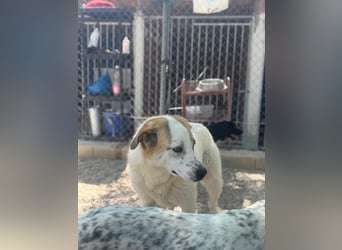 Zoe, eine zarte große Hündin