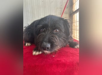 Kimani, Schnauzer-Mix, Hündin, geb. 01.11.2023, ca. 40 cm, 12 kg
