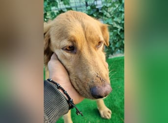 Lara – wunderschönes Retriever Mix Mädchen