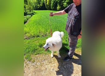 Pyränenberghundmix Tobi