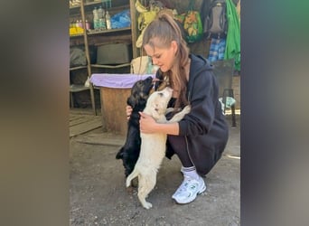 KAYA - süße Kuschelmaus sucht ein Zuhause
