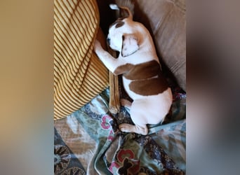 Französische Bulldogge reinrassig FCI (körperlich/genetisch getestet)