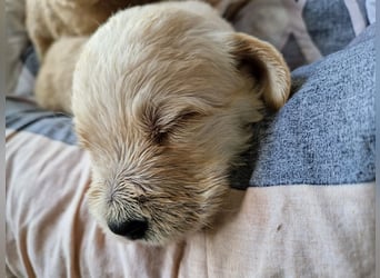 Labradoddle F1