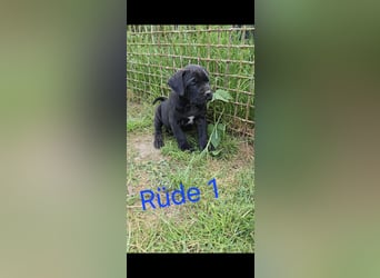 Presa Canario x Cane Corso 