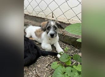 Vili, geboren 07.04.2025, 25cm sucht seine Menschen