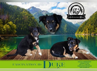 Australian Shepherd Welpen