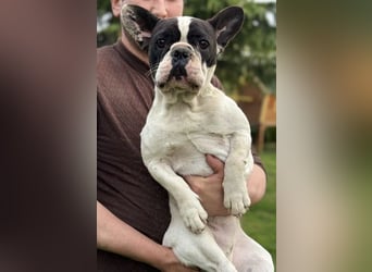 Bob, Franz. Bulldogge MiSchling