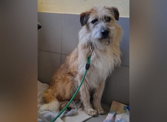 EDDI 3 J., kastr., ist auf der Suche nach seinen Herzensmenschen