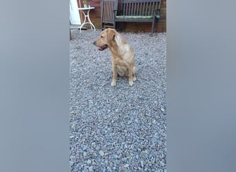 Labrador Welpen foxred, aus der Arbeitslinie
