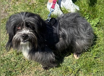 Chipnummer 248561 - Kleiner Wuschelwelpe sucht seine Familie