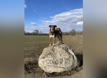 Tucker braucht ein neues Zuhause